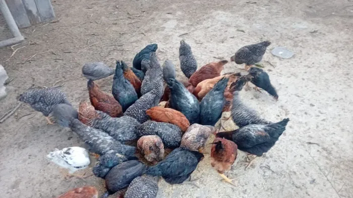 Vende se galinha caipira  a R$ 35,00 cada 