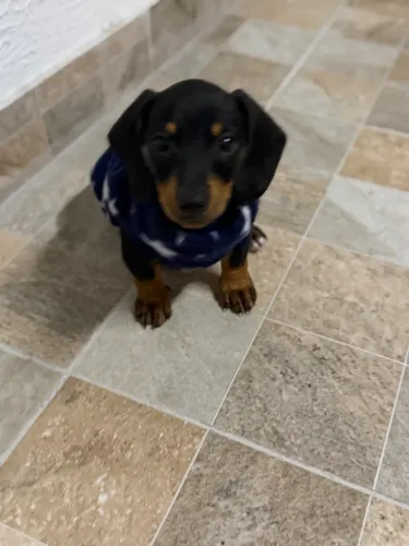 Filhotinho cachorro