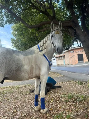 Cavalo castrado de pista