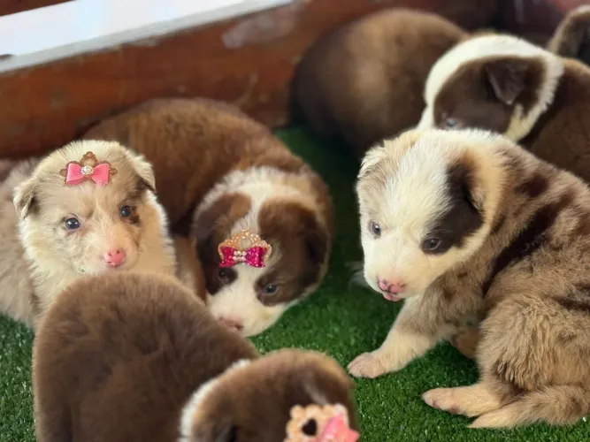 Border Collie super inteligente