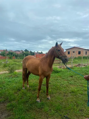 Cavalo mangalarga de picado