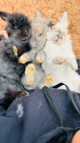 Coelhos mini Lion