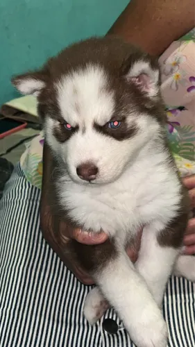 Husk siberiano fêmea