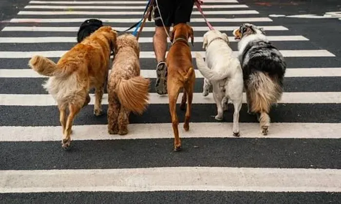 Dog Walker SP