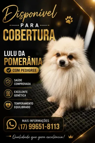 Spitz/Lulu para cobertura