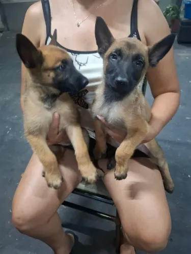 Filhote Pastor belga malinois