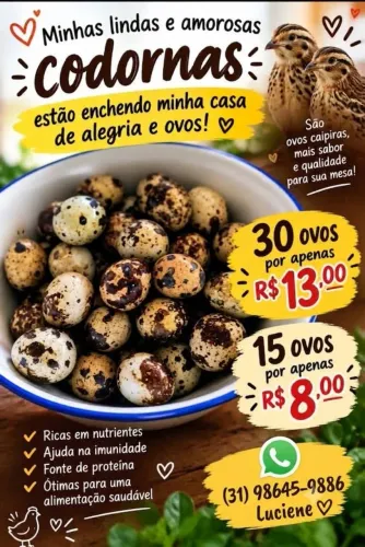 Ovos de Codorna pra consumo