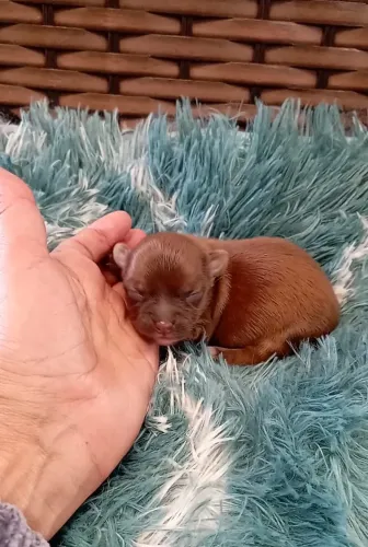 Machinho de chihuahua pelo longo com pedigree CBKC