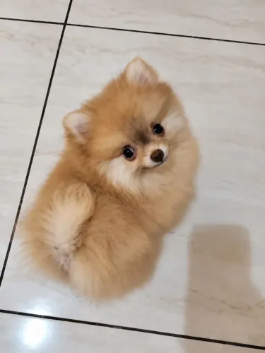 Spitz alemão anão (Lulu da Pomerânia)