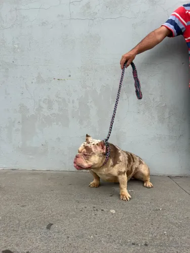 Vendo casal de American Bully 