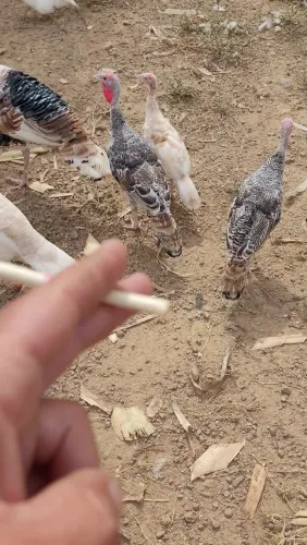 Peru