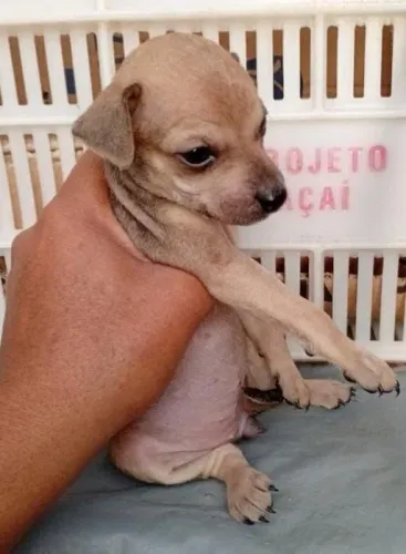 LINDA FILHOTE DE PINSCHER NÚMERO 1 COM NÚMERO 2 RAÇA PURA DE PAIS DISPENSO CURIOSOS