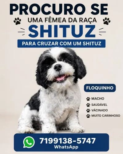 Cachorro