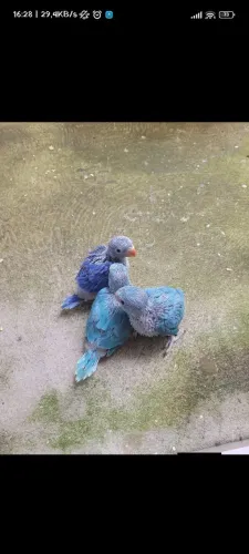 Gaiola e Ração extruzada