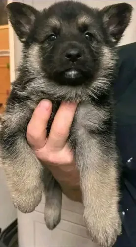 Filhotes de Pastor Alemão | Beleza canina em alto nível!