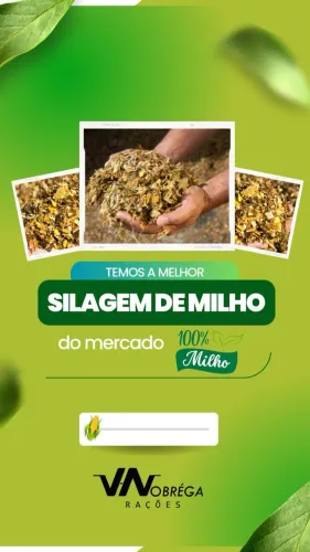 Silagem de milho