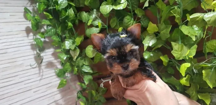 Yorkshire Terrier macho com 60 dias