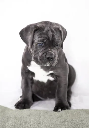 Imponente e leal é o Cane Corso