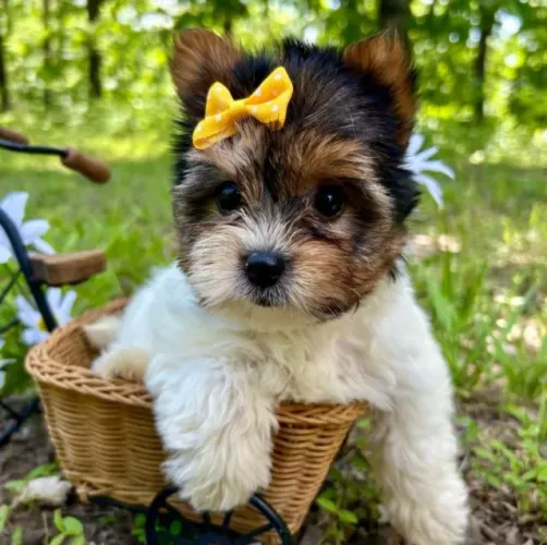 Macho Biewer Terrier Pronto Para Entrega - Qualidade e Saúde