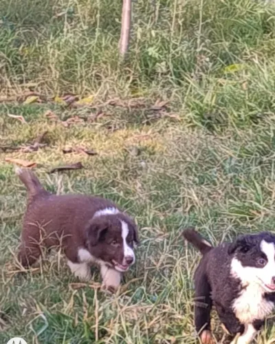 Border Collie chocolate