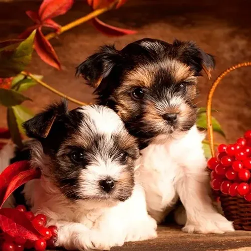 Biewer Terrier Fêmea Tricolor - Linda, Carinhosa e Pronta Para o Novo Lar