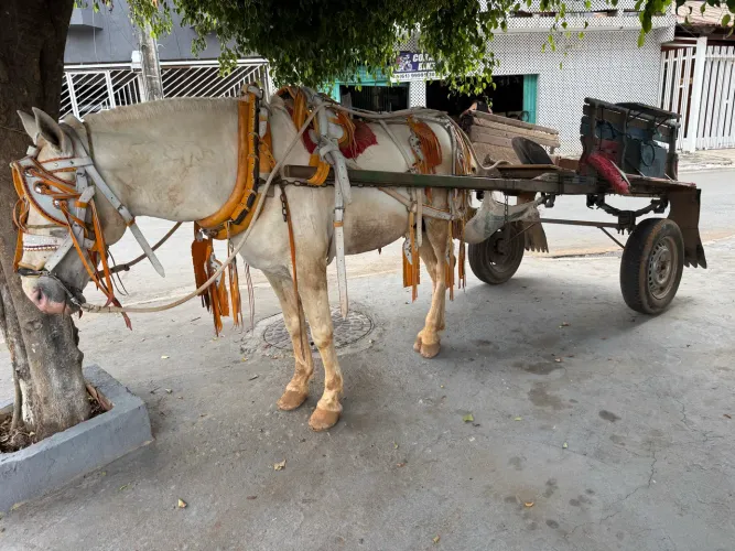 CAVALO INTEIRO CARROÇA E RIATA