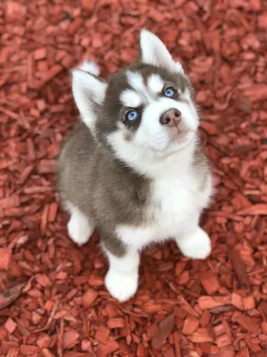 Filhotes de husky siberiano, o único defeito