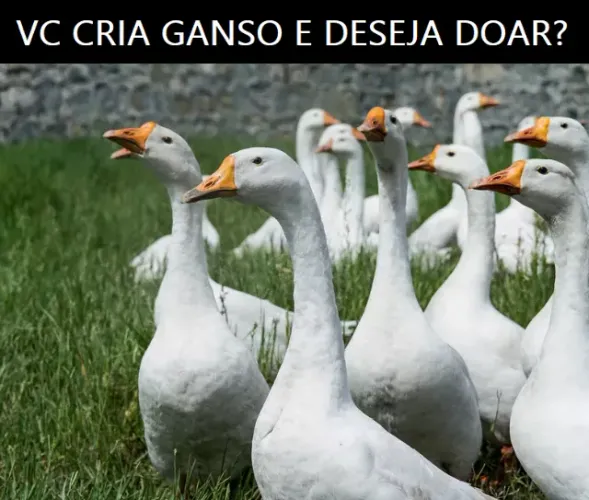 ==BUSCO UM CASAL GANSO. VC TEM PRA DOAR PARA UMA IDOSA?