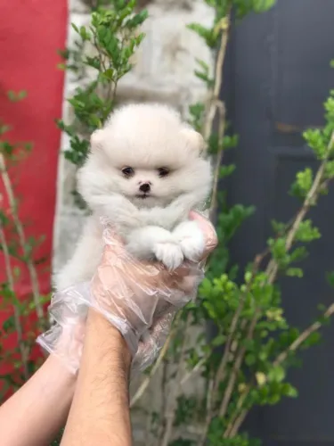 Spitz Alemão Anão- Filhotinha com vacina importada e todas as garantias de saúde-Dani