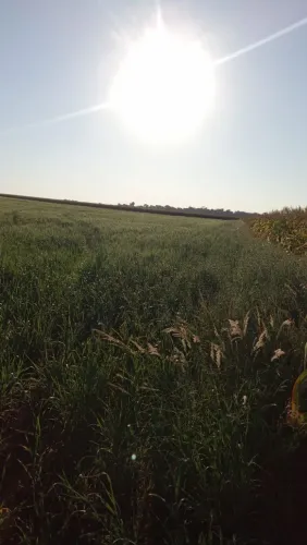 Sítio 11 alqueiro planta 10