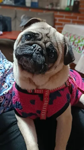 Vendo pug Fêmea ?