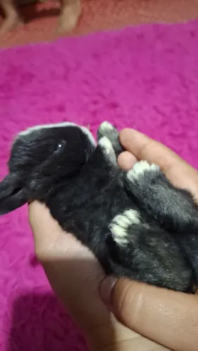 Coelho mini lop uruguaio.