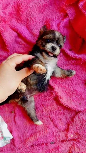Filhote de york com shih tzu