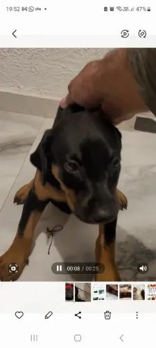 Doberman  europeus 