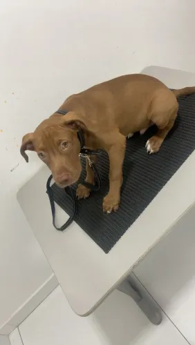 PITBULL RED NOOSE FILHOTE 3 MESES