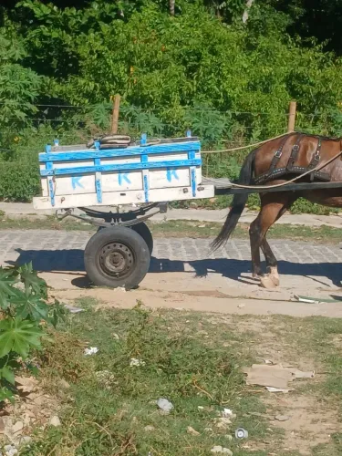 Pra vender essa carroça com os arreio 