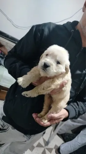 Golden Retriever Filhote - Amor, Lealdade e Diversão para Toda a Família