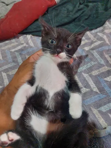 Gato para adoção