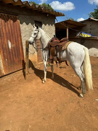 Cavalo mangalarga marcha picado