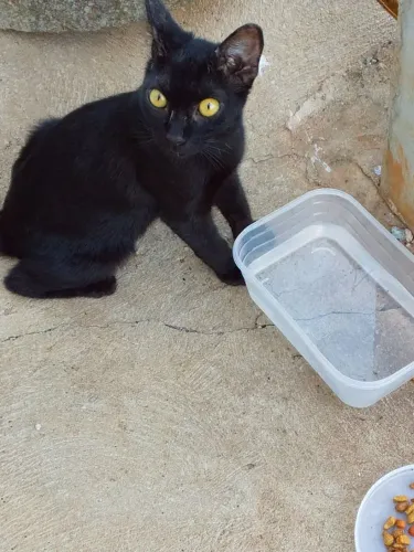 Gato pra adoção fêmea cor preta 120 dias idade