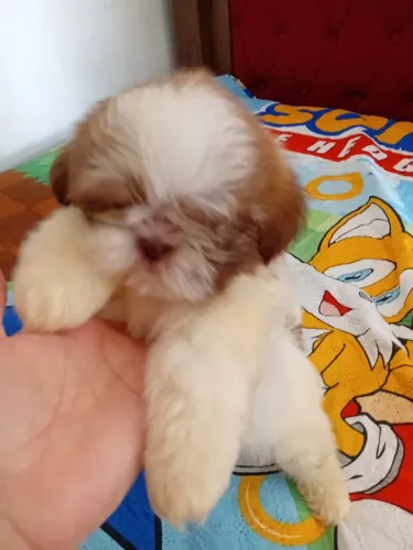 Lindissimo menino de shitzu