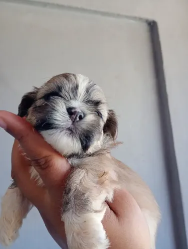 Filhote de shih Tzu macho disponível pra entrega