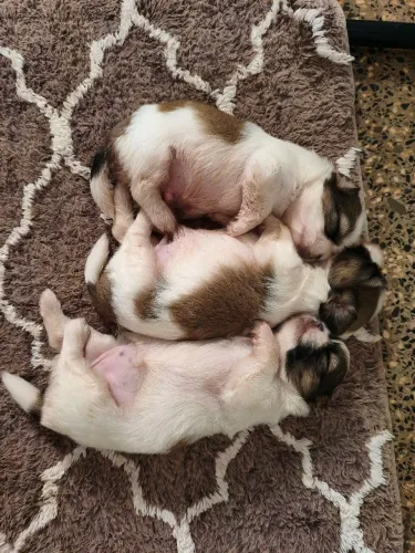 filhote lhasa apso