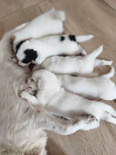 Doa-se lindos cachorrinhos