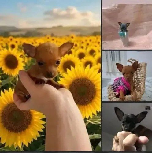 Filhotinhos de pinscher zerinho disponíveis feminhas e machinhos