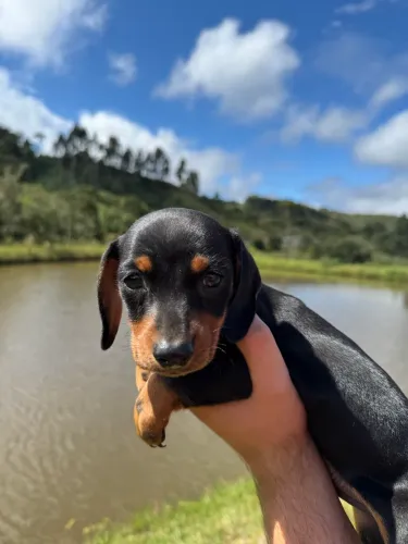 Filhotes Basset Dachshund salsichinha 