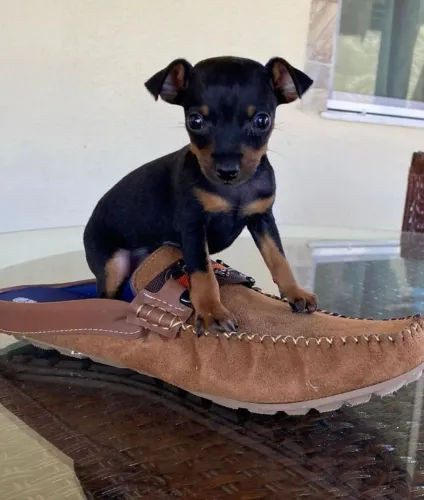 Pinscher 0 -Pronto para brincar em seu novo lar