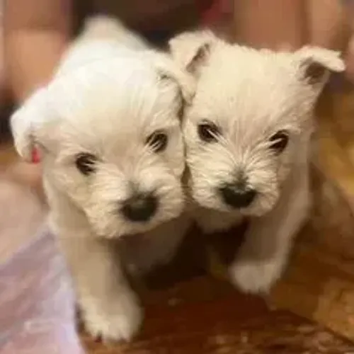 West Terrier Branco Muito Fofo