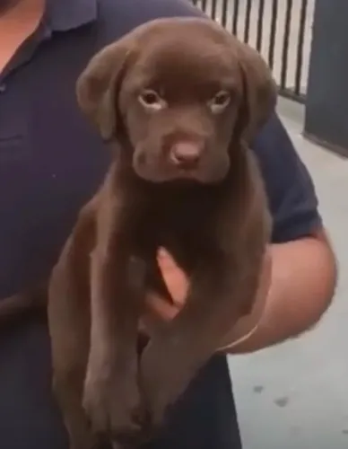 Labrador ideal para crianças