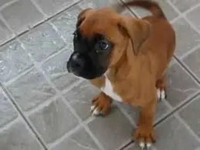 Boxer O Boxer observou a movimentação da rua pela janela.